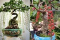 Cây dại cho hoa đỏ "lên chậu" thành bonsai, trưng vừa độc lạ vừa hợp phong thủy, có cây giá tiền tỷ