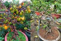 Cây ăn quả quen thuộc nay thành bonsai được "săn lùng", vừa đẹp vừa phong thuỷ, có cây giá vài tỷ