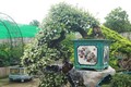 Cây dại lên chậu thành bonsai độc lạ, được ví như “hòn ngọc Viễn Đông", giá tiền tỷ vẫn hút người săn lùng