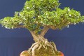 Loại cây có tên lạ cứ chạm vào là tỏa hương, nay lên chậu thành bonsai vừa đẹp vừa mang lại may mắn, tài lộc