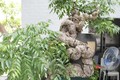 Cây ăn quả quen thuộc lên chậu thành bonsai lạ, vừa đẹp vừa hợp phong thuỷ, có cây giá nửa tỷ được "săn lùng"