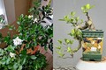 Cây dại ven suối cho hoa thơm nức lên chậu thành bonsai, vừa đẹp vừa có ý nghĩa phong thủy, thu tiền triệu "dễ như chơi"