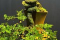 Loại cây lạ tỏa mùi thơm lên chậu thành bonsai, tượng trưng cho sự thăng tiến và may mắn, có cây giá hàng trăm triệu