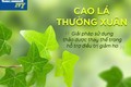 Cao Lá Thường Xuân: Tiên phong trong việc bảo vệ hô hấp bằng thảo dược