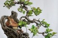 Cây dại lên chậu thành bonsai độc lạ, vừa đẹp vừa mang lại bình an, may mắn, giá tiền tỷ vẫn hút người "săn lùng"