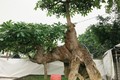 Cây dại cho hoa có mùi thơm đặc biệt, lên chậu thành bonsai đẹp lạ, có cây "khủng" được trả giá 6 tỷ đồng