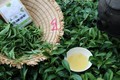 Lên Cầu Đất nghe chuyện làm trà, ngắm nhìn vẻ đẹp của mô hình “from farm to cup”