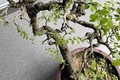 Cây dại nhìn như củi khô lên chậu thành bonsai đẹp lạ, giá 1 tỷ chủ nhân cũng không bán, giới chơi cây "săn lùng"