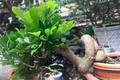 Cây dại quen thuộc cho hoa thơm nức lên chậu thành bonsai, vừa đẹp vừa mang tới bình an, có cây định giá 1,5 tỷ đồng