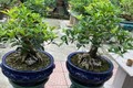 Cây lạ tỏa mùi thơm đặc biệt lên chậu thành bonsai có dáng thế đẹp, mang lại may mắn, có cây "khủng" giá đến 1,6 tỷ đồng