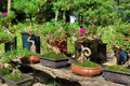 Cây dại ở bờ rào nở hoa quanh năm, nay "lên chậu" thành bonsai độc lạ, có cây giá vài chục triệu đồng vẫn được săn lùng