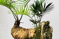 Cây dại ở bờ bụi lên chậu thành bonsai có dáng thế đẹp lạ, mang lại may mắn và bình an, có cây được trả giá 1 tỷ đồng