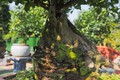 Cây ăn quả quen thuộc thành bonsai trưng Tết, vừa đẹp vừa mang lại sự sung túc và no đủ, có cây giá hàng trăm triệu đồng