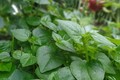 Cây dại mọc bờ rào tốt ngang "nhân sâm, thuốc bổ", xưa rẻ như cho nay thành đặc sản người thành phố ưa chuộng, tốt cho sức khỏe