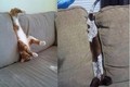 Cười té ghế với những pha mắc kẹt của chó mèo (1)