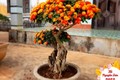 Cây dại mọc ven đường nở hoa sặc sỡ lên chậu thành bonsai trưng Tết, vừa đẹp vừa độc-lạ được nhiều người săn đón