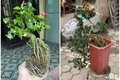 Cây dại mọc bờ rào nở hoa đỏ thắm, lên chậu thành bonsai có giá đắt đỏ, nhiều người "săn lùng" làm cây cảnh trong nhà