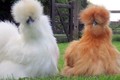 Đại gia chơi giống gà siêu lạ ở Việt Nam lông xù như chó Nhật: Hơn 10 triệu đồng/con, xếp hàng chờ 6 tháng mới mua được