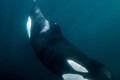Kỳ lạ cá voi sát thủ kiếm ăn nuôi con tật nguyền