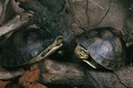Tận mục 3 loài rùa “biến hình” lạ lùng nhất ở Việt Nam