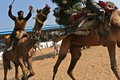 Kì thú chợ lạc đà ở Ấn Độ