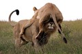TG 24 giờ qua ảnh: Sư tử cái “vồ” sư tử đực