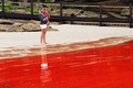 Thủy triều đỏ như máu ở Australia