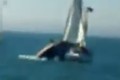 Cá voi liều lĩnh nhảy lên nghiền nát thuyền buồm
