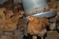 Vì sao thịt gà ta ngon hơn gà công nghiệp?