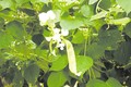 Hoa đậu ván trắng chữa sốt và tiêu chảy