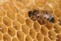 Cho ong ăn đường, mật không kém đi?