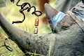 Tiêm thuốc độc vào sừng bảo vệ tê giác