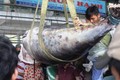 Ra Hoàng Sa câu cá ngừ vây xanh kỷ lục