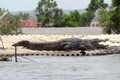 Cảnh ngập lụt kinh hoàng ở Ấn Độ, cá sấu "trèo" lên mái nhà