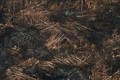 Sự tàn phá vụ cháy rừng Amazon nhìn từ trên cao