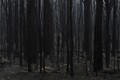 Hãi hùng cảnh “địa ngục” ở Australia giữa thảm họa cháy rừng