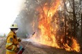 Thảm họa cháy rừng ở Australia: Mất cả 100 năm để phục hồi