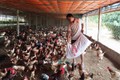 Khởi nghiệp 20 con gà mái, từ nghèo nhất làng thành tỷ phú