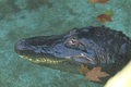  Cá sấu già nhất thế giới đã sống trong sở thú 83 năm