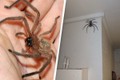 “Nuôi nhện” thợ săn khổng lồ đầy lông lá ghê sợ ngay trong nhà