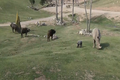 Video: Tê giác trắng con lè lưỡi, trêu trâu trong vườn thú ở Mỹ