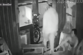 Video: Cướp tấn công nhà dân giật điện thoại