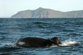 Cá voi sát thủ tung hoành ngoài khơi Nam Phi