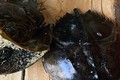 Nghi ăn nhầm so biển, 3 người ở Khánh Hòa bị ngộ độc