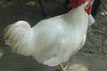 Sự thật gây sốc về “vua của các loại gà” ở miền Tây