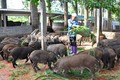 “Rỉ tai” cách chọn mua lợn rừng chuẩn làm đặc sản ăn Tết