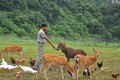 Lùng mua hươu rừng giá “mềm” làm đặc sản ăn Tết