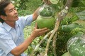 Bưởi hồ lô Việt "so găng" trái cây tạo hình Trung Quốc 