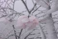 Chiêm ngưỡng hoa đào ngậm tuyết ở miền Tây xứ Nghệ