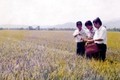 Chủ nhiệm hợp tác xã Nguyễn Bá Thanh và dấu ấn ở Hòa Vang